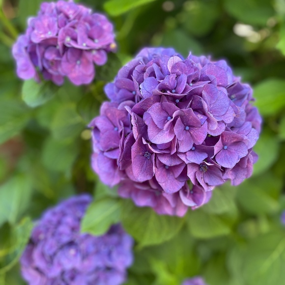 Profile Picture of Allison Spadone (@houseofspadonay) on Poshmark