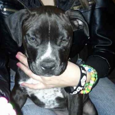 Profile Picture of Richard N Morando (@RichardNMorando) on Twitter