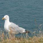 Profile Picture of Helene Thomas (@helene.thomas.9847) on Instagram