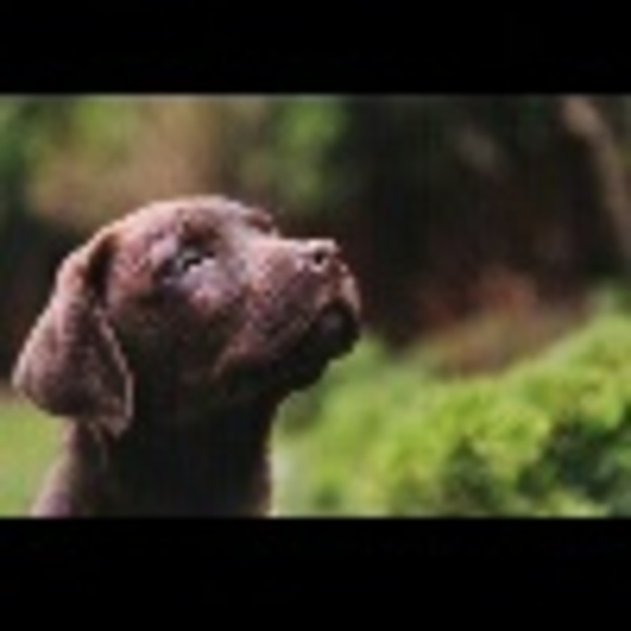 Profile Picture of Adrian Gardner (@rescue_589) on Poshmark