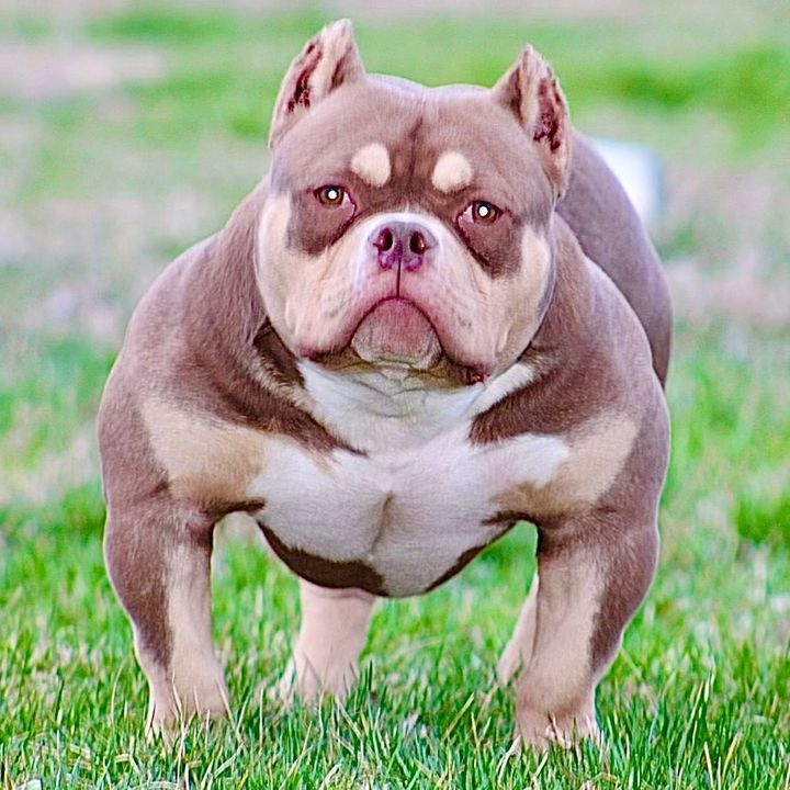 Profile Picture of Kevin (@suntownbullykennel) on Tiktok