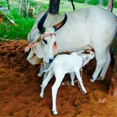 Profile Picture of Nitin Desai (@nitindesai10000) on Twitter
