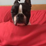 Profile Picture of Kerry  Bode (@hendrix.the.bostonterrier) on Instagram