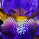 Mjparmelee - Flickr Profile Picture of Mjparmelee (@mjparmelee) on Flickr