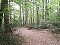 Profile Picture of Forest of Tronçais - Wikipediaon Wikipedia