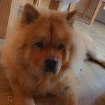 Profile Picture of holly.the.chow.x (@holly.the.chow.x) on Instagram