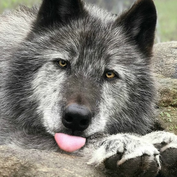 Profile Picture of David Wolfe (@ngtwolf1) on Poshmark