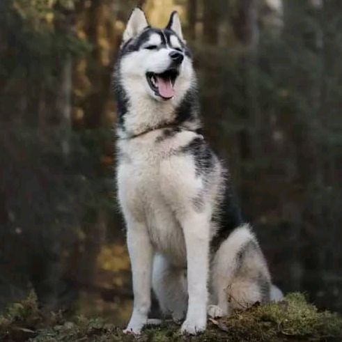 Profile Picture of Simon Ling (@simonling4) on Tiktok