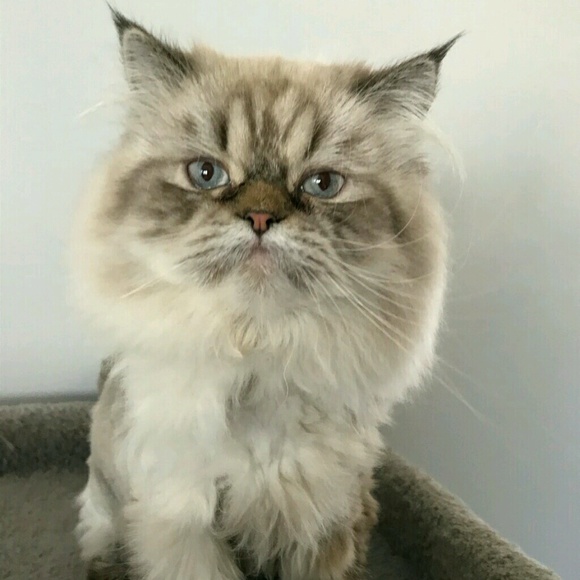 Profile Picture of Cortney Brooks (@cortneyrdh1) on Poshmark