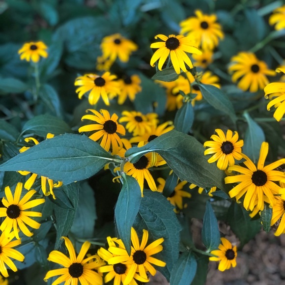 Profile Picture of Jogeily Moret (@joginmarmor3446) on Poshmark