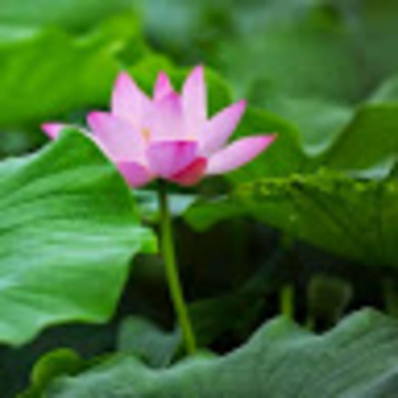 Profile Picture of Wenjun Xu (@wenjun_sh) on Poshmark