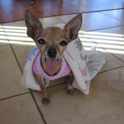 Profile Picture of Janet Willson (@spikegretchen) on Twitter