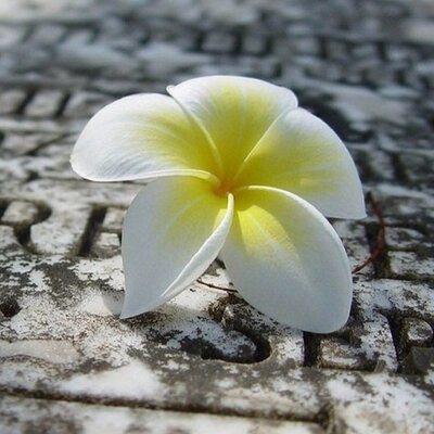 Profile Picture of Linda Peck (@LindaPeck2) on Twitter