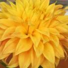 Profile Picture of Jan Stevenson-Johnson (@gheesquilts) on Pinterest