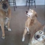 Profile Picture of Casey Hennings (@caseyhennings) on Instagram