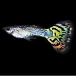 Profile Picture of Joshua Sturgeon (@guppys.spams) on Instagram