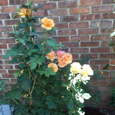 Profile Picture of Marjorie West Thomas (@MarjorieWT) on Twitter