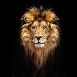 Profile Picture of Michał Kmiecik (@monslavd) on Instagram