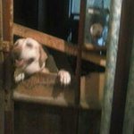 Profile Picture of Sam Bolden (@boldensam) on Instagram