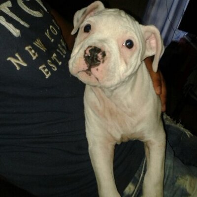 Profile Picture of Carlos Rogel (@carlosrogel5481) on Twitter