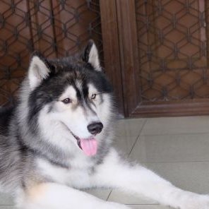 Profile Picture of Michael.Iskandar (@Michaeliskan) on Twitter