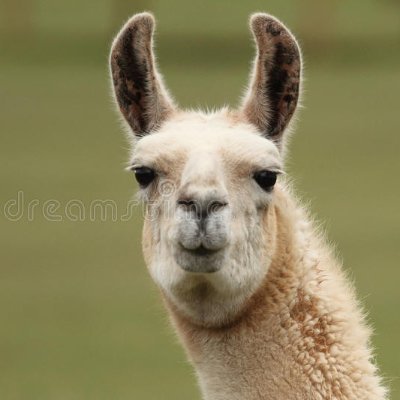 Profile Picture of Jacob Steiger (@SteigerJacob) on Twitter