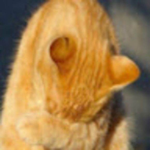 Profile Picture of Amber Mock (@amberrmock) on Poshmark