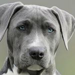 Profile Picture of Brian Petchel (@commonsense0606) on Instagram