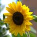 Profile Picture of Elke Storath (@elkestorath) on Pinterest