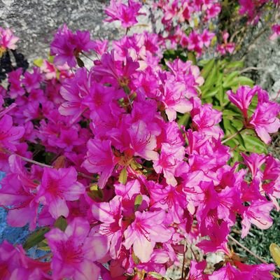 Profile Picture of Tasnim Akhtar (@TasnimA32603633) on Twitter