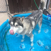 Profile Picture of Danyel Morgan (@huskylove3321) on Youtube