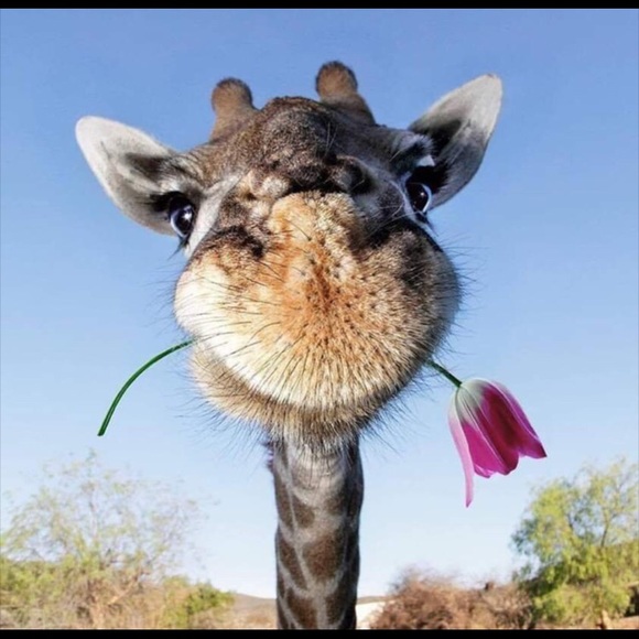 Profile Picture of Josefina Dilonez (@fina1222) on Poshmark