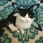 Profile Picture of Alyssa & Hugo (@_chisakuma_) on Instagram