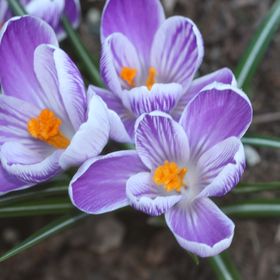 Profile Picture of Nancy Patton (@pattbrat) on Pinterest