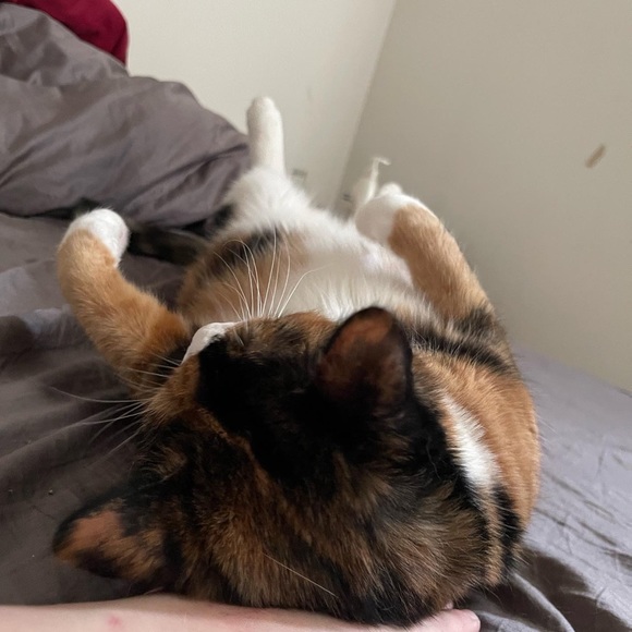 Profile Picture of Amber Wilde (@a_wilde404) on Poshmark