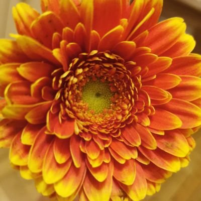 Profile Picture of James Charles Fan Addison Rea Fan Charli D'amelio (@Adoptme57479688) on Twitter