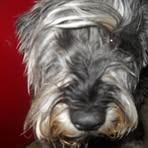 Profile Picture of Whiskey Howard (@whiskey.howard.7) on Facebook