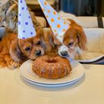 Profile Picture of Brighton, Bailey, & Duncan 🐶🐶🐶 (@brightonandbailey) on Instagram