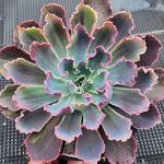 Profile Picture of 김효주 (@kim_hoy_ju) on Instagram