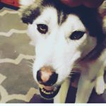 Profile Picture of Dominick Cloud (@dominick.cloud) on Instagram