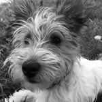 Profile Picture of Charlie chou (@c_.charlie.chou._c) on Instagram