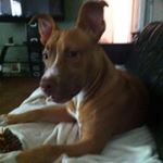 Profile Picture of Cody Bartley (@cody__bartley) on Instagram