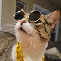 Profile Picture of Carlos (@cat_name_carlos) on Tiktok