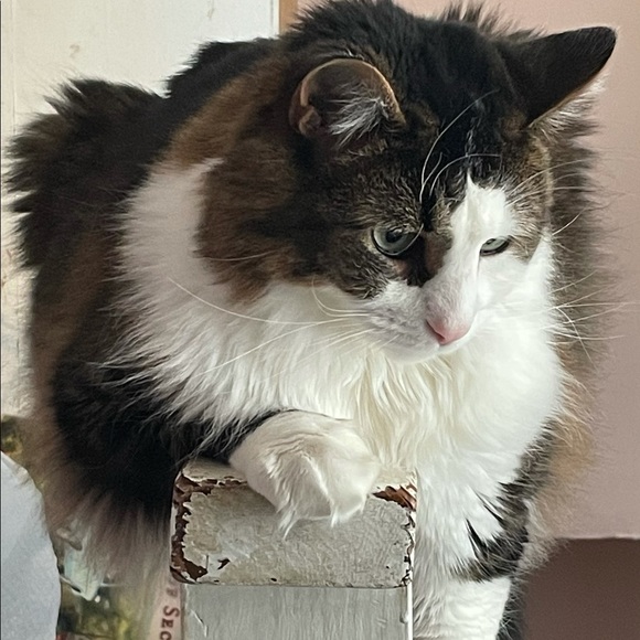 Profile Picture of Jennifer Gernant (@jennifergernant) on Poshmark