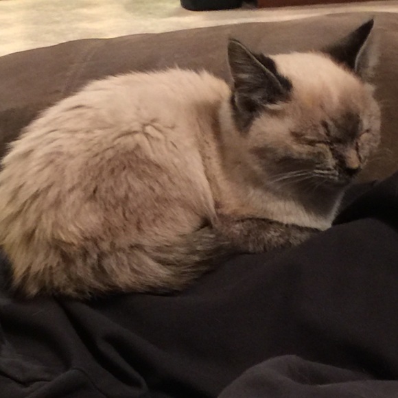 Christy Faine - Poshmark Profile Picture of Christy Faine (@cfaine82) on Poshmark