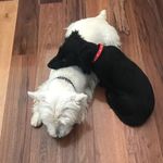 Profile Picture of Westie Jerry and Sausage Heidi (@jerryandheidi) on Instagram