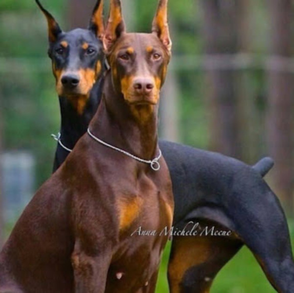 Profile Picture of Eli Robertson (@elirobertson125) on Poshmark