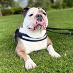 Profile Picture of Reggie Mason (@reggiemthebulldog) on Instagram