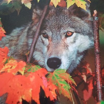 Profile Picture of Ken J Bower (@KenjBower1) on Twitter