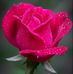 Profile Picture of Sanjay Roy (@Sanjay-Roy) on Facebook